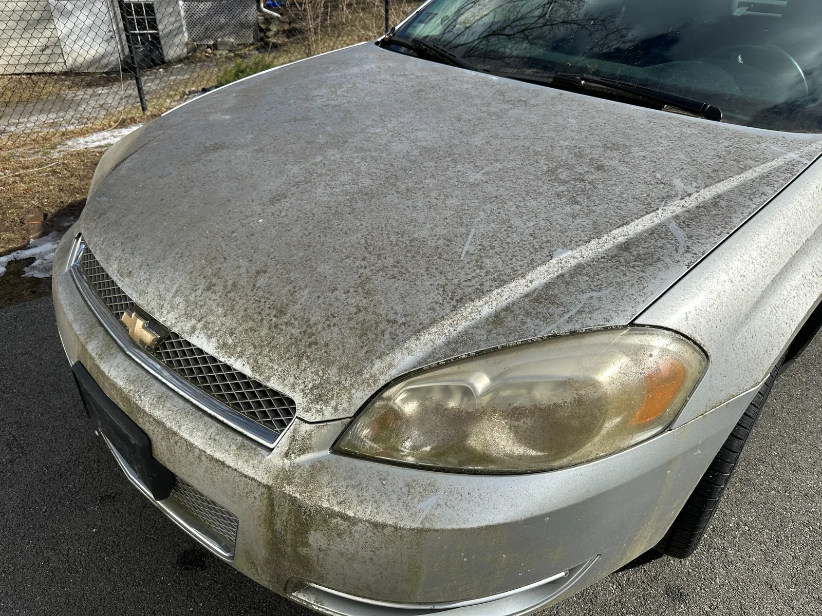 Chevy Impala hood with mildew and moss buildup before paint correction in [tmc_town] MA